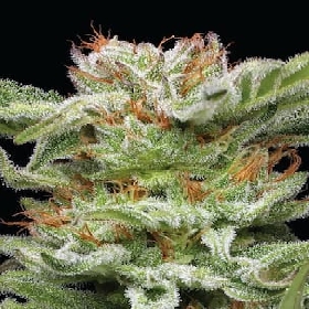 Blueberry Muffin > Humboldt Seed Company